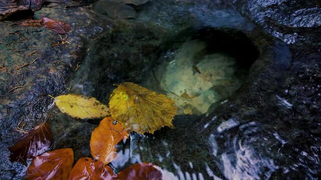 Autumn leaves floating above a small rock pool in slow motion, with soft reflections and gentle water movement