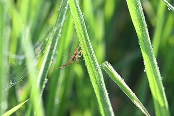 Philodromidae spider in rice field. Its common names philodromid crab spiders and running crab spiders. This is a family of araneomorph spiders.