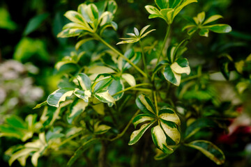 Vibrant Variegated Leaves Detailed Green  Yellow Foliage in Natural Light.