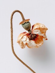Dried Poppy Flower Arrangement Showcasing Delicate Textures and Soft Colors