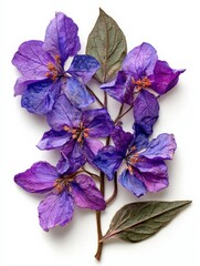 Purple Flowers Arranged Artistically With Leaves for Decoration or Crafting