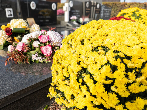 Colorful chrysanthemums flowers on graveyard in front of a tombstone during all saints day and all souls day, to commemorate loved ones that passed away. Flowers on cemetery. All saints day graveyard.