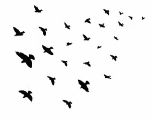 Silhouette of a flock birds b...