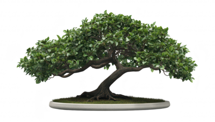 A beautifully shaped bonsai tree with lush green foliage. elegantly displayed on a circular base. symbolizing tranquility and nature. suitable for home decor or landscaping inspiration