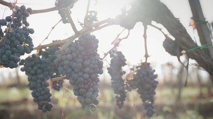 Close-up of grapes in a vineyard against the background of the autumn sun