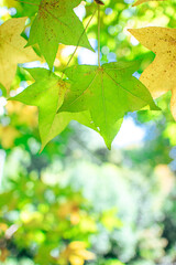 緑のカエデの葉