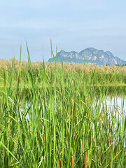 green grass in the wind