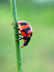 ladybug on a blade of grass
