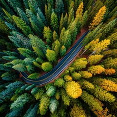 Winding Road Through Vibrant Forest During Autumn Season
