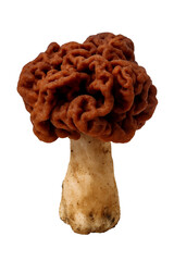 
poisonous mushroom morel, isolated on transparent background