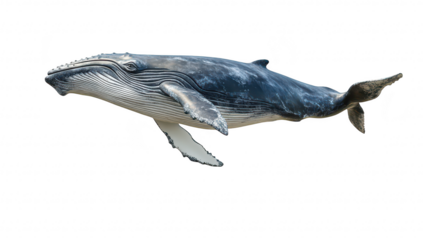 A majestic humpback whale gracefully swimming through a serene ocean. its powerful form against a clear blue background. ideal for marine life education and conservation themes