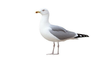 Obraz premium A solitary seagull stands gracefully against a transparent background. its distinctive gray and white feathers. poised for flight or scavenging along coastal shores
