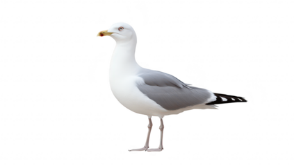 A solitary seagull stands gracefully against a transparent background. its distinctive gray and white feathers. poised for flight or scavenging along coastal shores