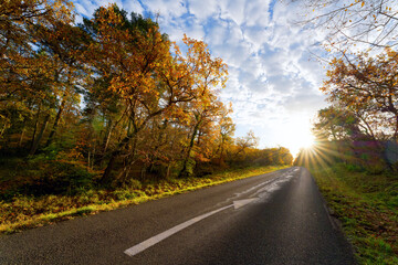 Fototapeta premium D11 forest road in Autumn season. Fontainebleau forest 