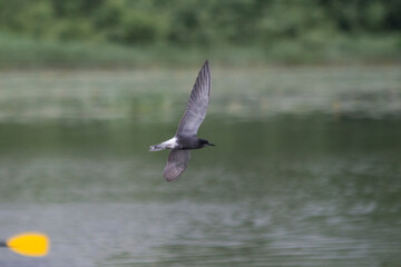 dark feathered creature in swift water glide, midair shot of nocturnal bird over shimmering lake