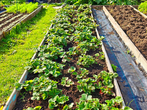 Vibrant strawberry plants growing in garden beds under bright sunlight during summer season in a community garden - Powered by Adobe
