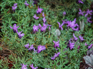 Alternative Medizin mit Lavendel Lavandula