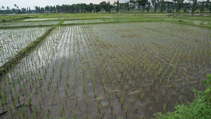 Young Rice Seedlings in Agricultural Field