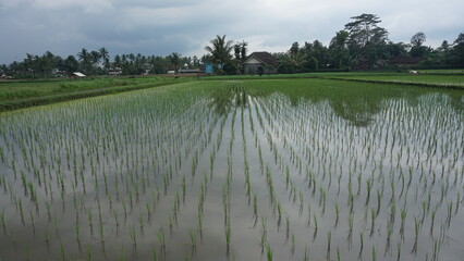 Young Rice Seedlings in Agricultural Field