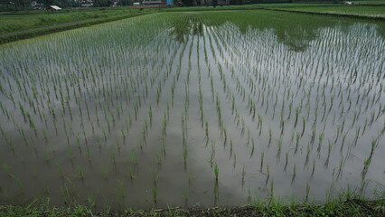 Young Rice Seedlings in Agricultural Field