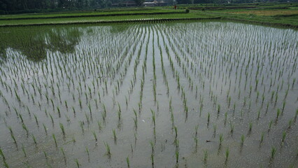 Young Rice Seedlings in Agricultural Field