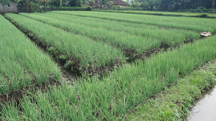 Fresh Red Onion Plants Under Sunlight