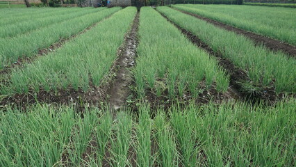 Fresh Red Onion Plants Under Sunlight