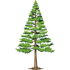 Tall coniferous evergreen tree with dense green foliage and a textured brown trunk isolated on a transparent background