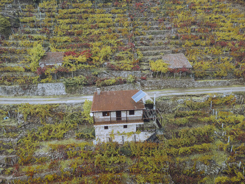 Aerial view of vineyards cascading down steep slopes, dotted with rustic stone houses reflecting autumn hues, Ribeira Sacra, Chantada, Lugo, Spain.
