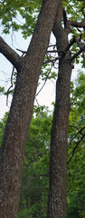 Oak trunks overgrown with moss