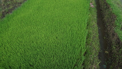 Green Rice Plants Growing in Field