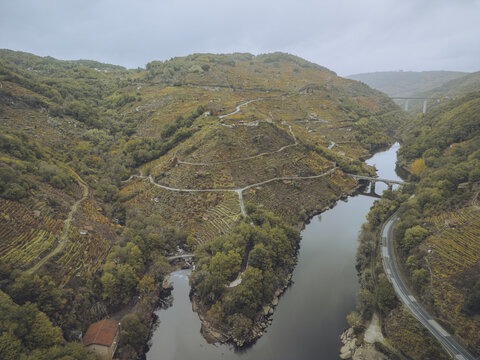 Aerial view of a winding river reflecting the muted sky, embraced by terraced hillsides with autumnal vineyards in golden hues, Chantada, Lugo, Spain.