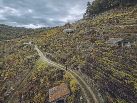 Aerial view of a winding dirt road cutting through the vibrant vineyards and stone structures of Ribeira Sacra, Chantada, Lugo, Spain.
