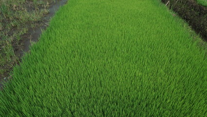 Green Rice Plants Growing in Field