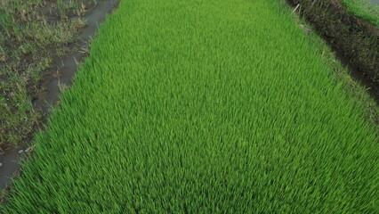 Green Rice Plants Growing in Field