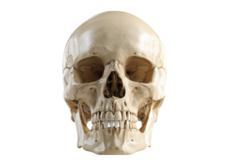 Realistic human skull with detailed bone structure on transparent background