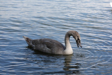 A juvenile Mute Swan (Cygnus olor) dips its head while feeding in the shallow waters of Lake Ontario, Toronto, Canada. This behavior helps the swan forage for aquatic plants and insects.