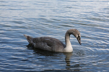 A young Mute Swan (Cygnus olor) floats on the calm waters of Lake Ontario in Toronto, Canada. The cygnet's gray-brown plumage indicates its juvenile stage before turning white in adulthood.