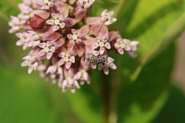 A fly rests on a Common Milkweed (Asclepias syriaca) flower cluster. Milkweed provides nectar for many insect species, playing a key ecological role in pollinator networks.