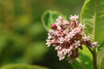 A bee and a fly forage simultaneously on a Common Milkweed (Asclepias syriaca) flower cluster in Toronto, Canada. Milkweed supports pollinators and plays a key ecological role in native ecosystems.