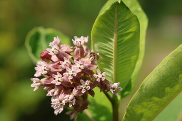 A bee collects nectar from a Common Milkweed (Asclepias syriaca) flower cluster in summer sunlight. This plant is vital for pollinators and the life cycle of Monarch butterflies.