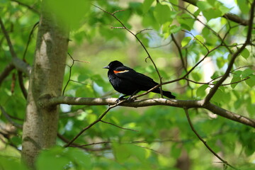 A male Red-winged Blackbird (Agelaius phoeniceus) perched on a tree branch among fresh green leaves in Toronto, Canada. The red shoulder patch is used to signal territory during breeding season.