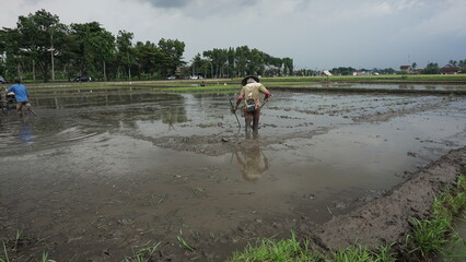 Agricultural Worker Preparing Paddy Field