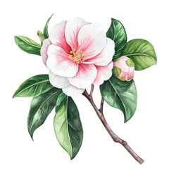 A beautifully detailed illustration of a pink camellia flower with lush green leaves and a budding flower. set against a clean white background. perfect for botanical art and floral designs