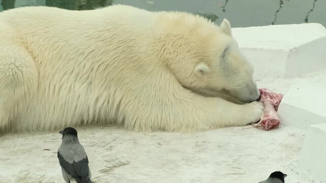 A group of crows around a polar bear while it eats, by the pond in a zoo enclosure. The image highlights natural feeding behaviors and species coexistence in captivity.