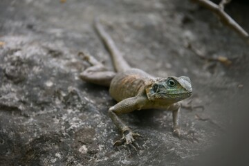 lizard on the stone