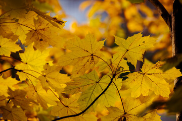 autumn maple leaves