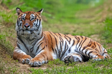 Tigre du Bengale allongé dans la savane