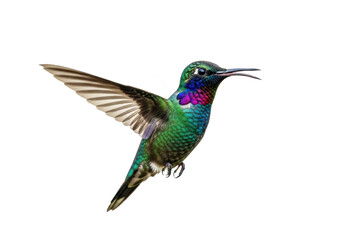 Fototapeta premium Vibrant hummingbird with iridescent green feathers and purple throat hovers mid-air with wings spread wide capturing nature's delicate beauty