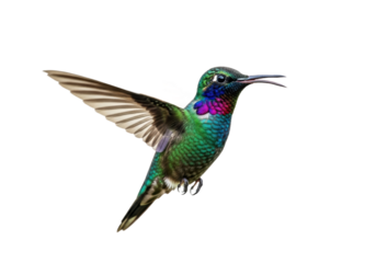 Vibrant hummingbird with iridescent green feathers and purple throat hovers mid-air with wings spread wide capturing nature's delicate beauty